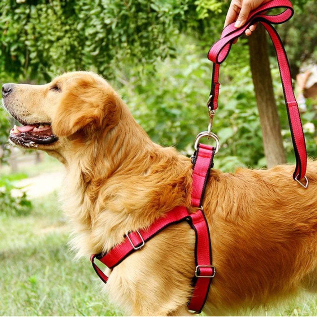 Ensemble Harnais, Laisse et Collier en Nylon Robuste - Réglable et Confortable pour Chiens et Chats